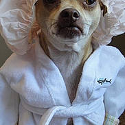 Bootsie joined the competition — help win amazing prizes! animal, bathrobe, brown_fur, carpet, close_up, costume, cozy, cute, dog, domestic, expression, furry, indoor, looking_at_camera, pampered, pet, portrait, shower_cap, small_dog, white_clothing