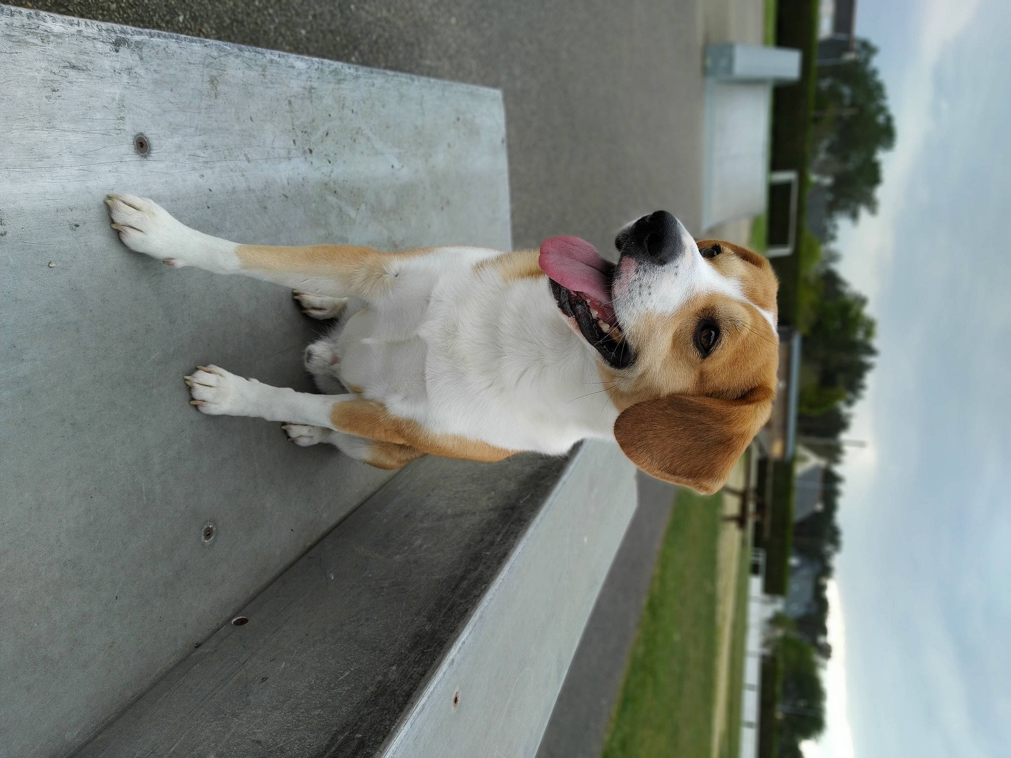 Babou a rejoint le concours — aidez-le/la à gagner de superbes lots ! canidae, carnivore, cloud, collar, companion_dog, concrete, dog, dog_breed, dog_collar, fawn, non_sporting_group, plant, sky, snout, sporting_group, tail, tree, vertebrate, wood, working_animal