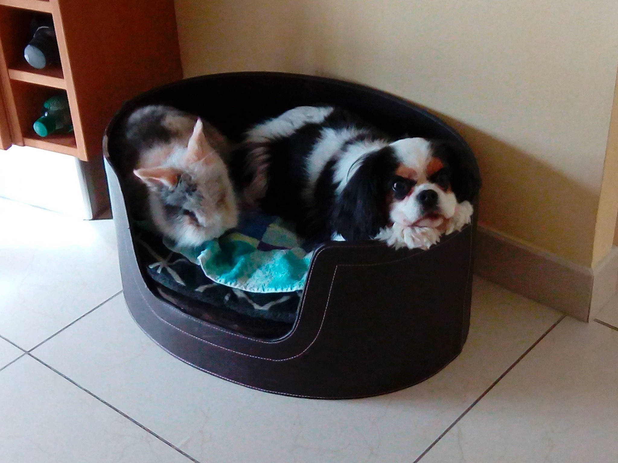 Beauty participe au concours pour gagner de l'argent avec cette photo : canidae, carnivore, cavalier_king_charles_spaniel, companion_dog, dog, dog_bed, dog_breed, dog_supply, lhasa_apso, pet_supply, puppy, shih_tzu, toy_dog