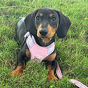 Dolly is registered to the contest to win money with this photo: dog, puppy, dachshund, grass, outdoor, pet, animal, cute, young, black, tan, harness, leash, lying, nature, playful, small, fur, ears, eyes