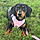 Dolly