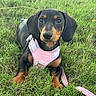 dog, puppy, dachshund, grass, outdoor, pet, animal, cute, young, black, tan, harness, leash, lying, nature, playful, small, fur, ears, eyes