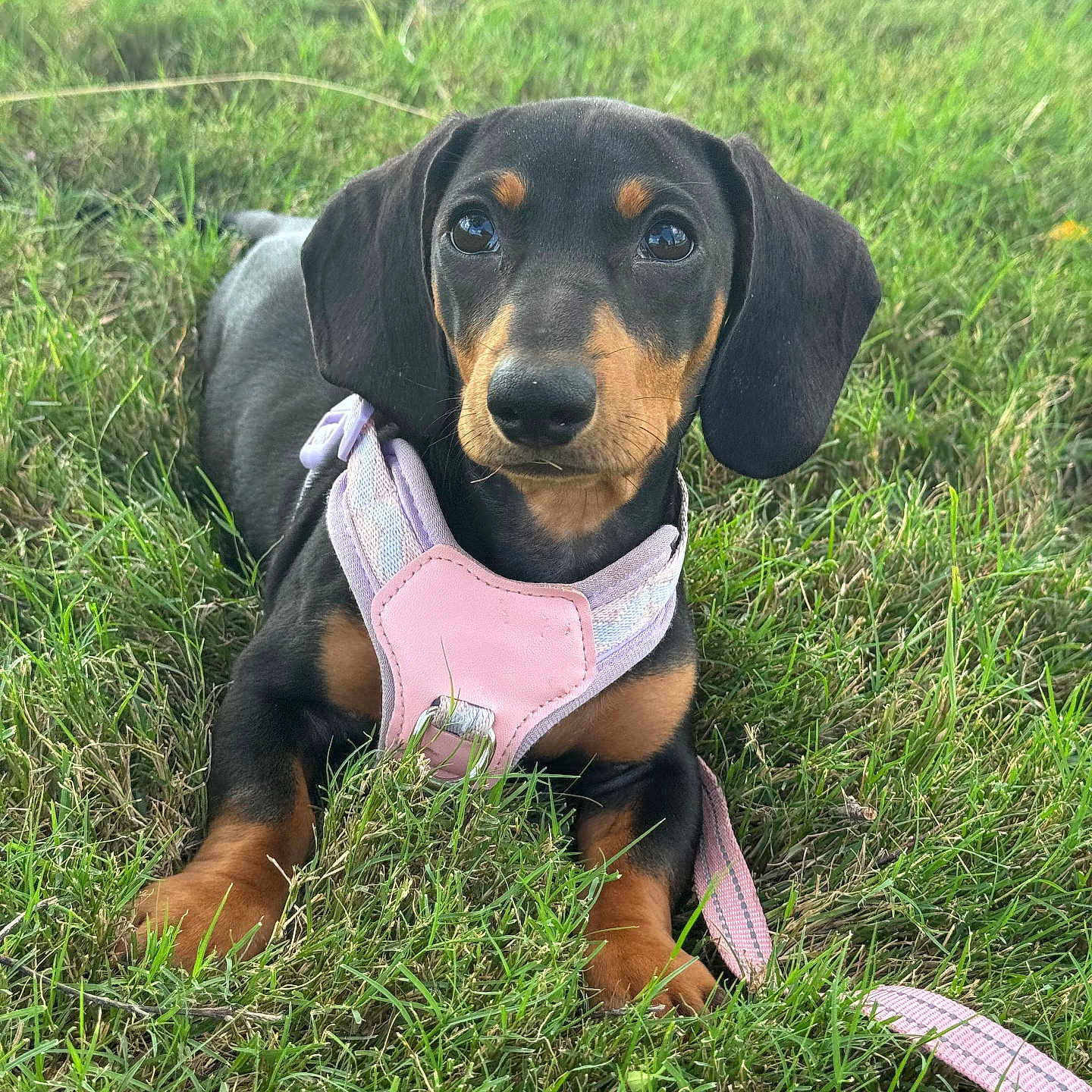 Dolly is registered to the contest to win money with this photo: dog, puppy, dachshund, grass, outdoor, pet, animal, cute, young, black, tan, harness, leash, lying, nature, playful, small, fur, ears, eyes