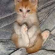 Bugg is registered to the contest to win money with this photo: kitten, cat, orange_and_white, fluffy, blanket, soft, pet, cute, small, animal, fur, paws, indoor, cozy, resting, young, mammal, domestic, feline, sleepy