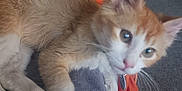 Bugg joined the competition — help win amazing prizes! kitten, cat, orange, white, pet, animal, fur, whiskers, ears, paws, indoor, blanket, soft, cozy, carpet, collar, curious, resting, closeup, cute
