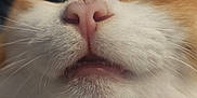 Bugg is registered to the contest to win money with this photo: animal, blurred_background, cat, close_up, collar, curious, cute, domestic, face, feline, fur, green_collar, indoor, macro, nose, pet, pink_nose, tag, teeth, whiskers