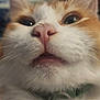 Bugg is registered to the contest to win money with this photo: cat, close_up, face, whiskers, nose, teeth, fur, collar, pet, animal, domestic, curious, pink_nose, green_collar, tag, indoor, blurred_background, cute, feline, macro