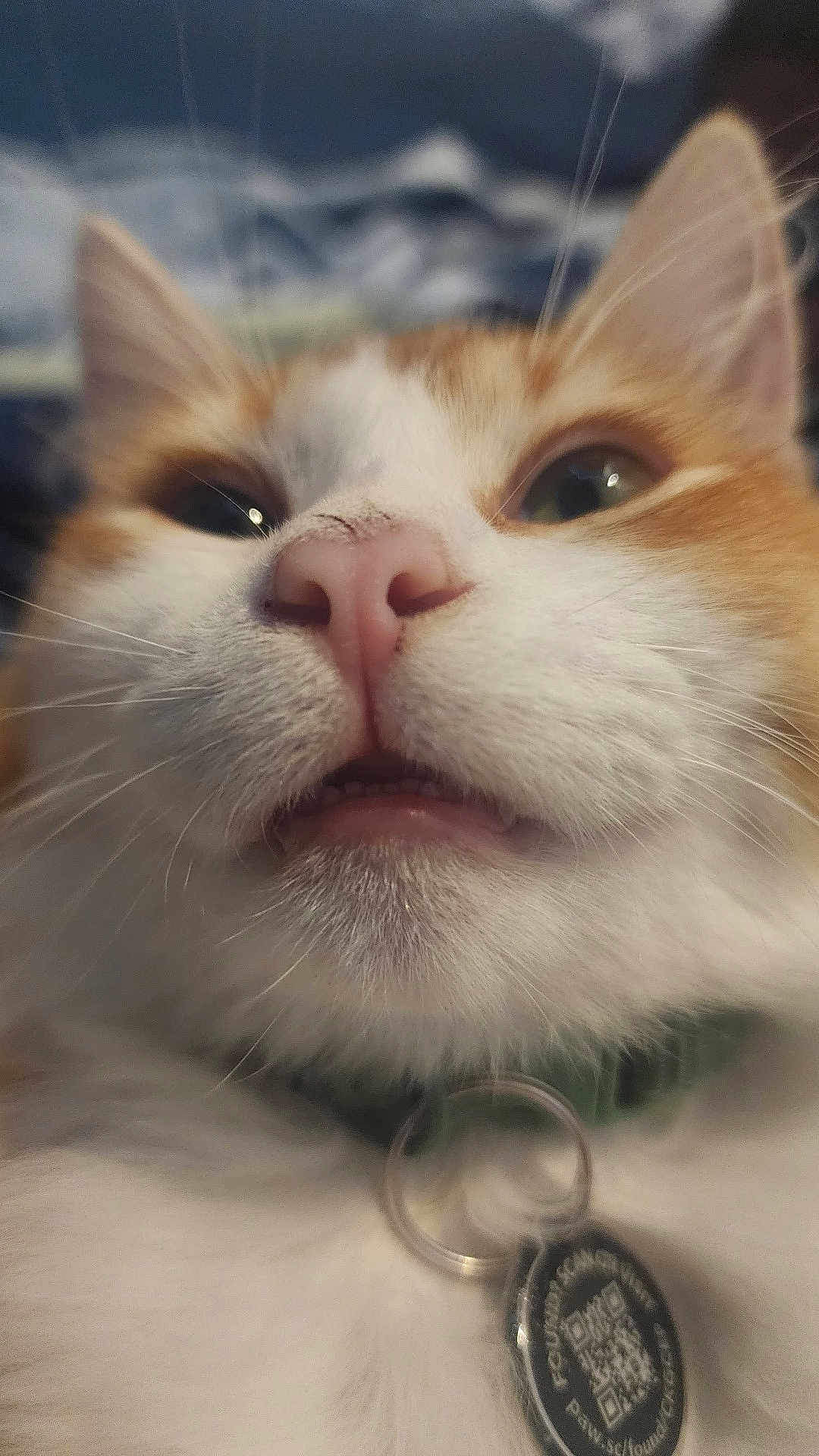 Bugg is registered to the contest to win money with this photo: cat, close_up, face, whiskers, nose, teeth, fur, collar, pet, animal, domestic, curious, pink_nose, green_collar, tag, indoor, blurred_background, cute, feline, macro