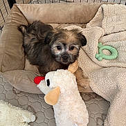 Jayce joined the competition — help win amazing prizes! animal, blanket, carpet, cozy, cute, dog, fence, fur, green_toy, home, indoor, looking, pet_bed, playful, plush_toy, puppy, resting, sheep_toy, small_dog, soft