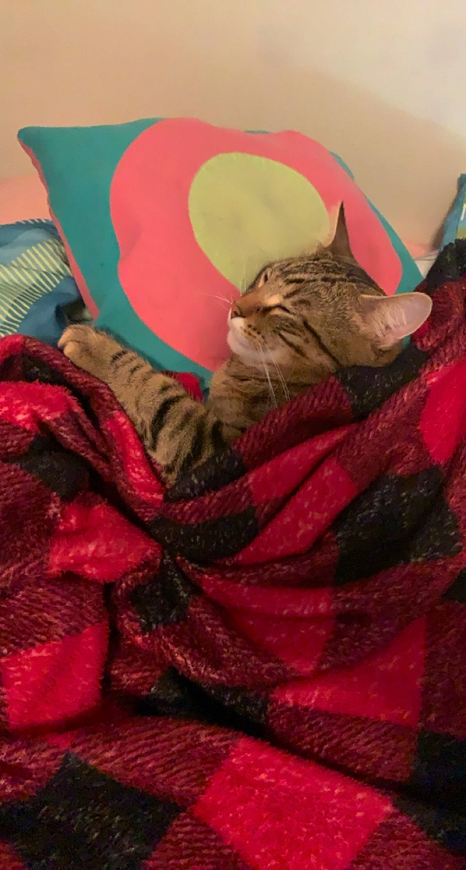 Milo joined the competition — help win amazing prizes! art, carmine, carnivore, cat, comfort, domestic_short_haired_cat, fawn, felidae, fur, linens, magenta, pink, plant, room, small_to_medium_sized_cats, snout, textile, tints_and_shades, visual_arts, whiskers