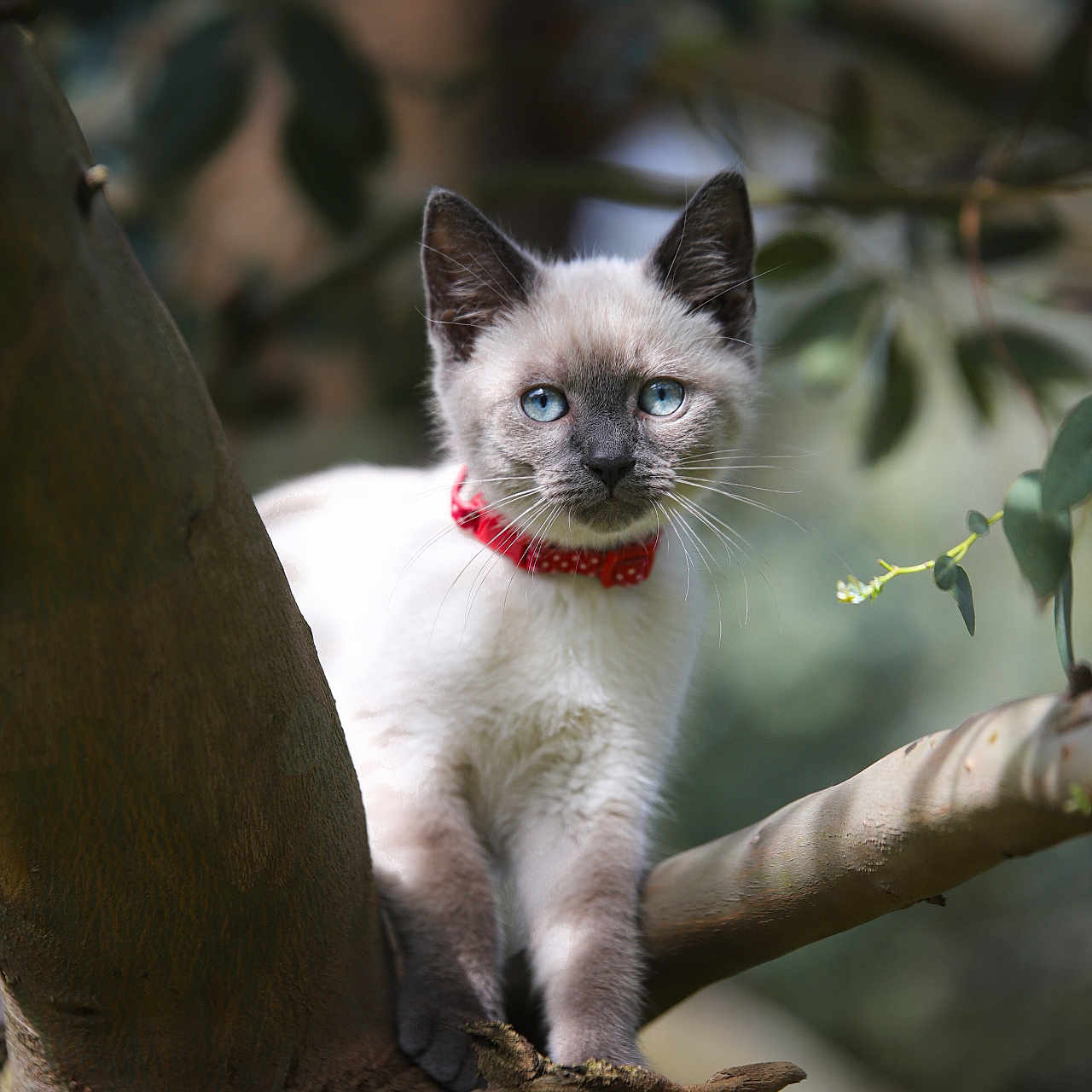 Alphobse a rejoint le concours — aidez-le/la à gagner de superbes lots ! abyssinian, animal, cat, kitten, manx, pet, siamese