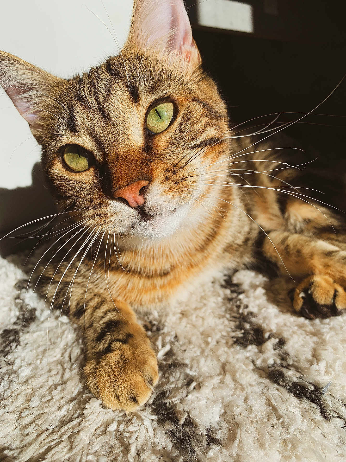 Moon a rejoint le concours — aidez-le/la à gagner de superbes lots ! cat, tabby_cat, pet, feline, close_up, green_eyes, whiskers, paw, fur, portrait, cozy, sunlight, indoor, relaxed, nose, ear, blanket, bed, detail, cute
