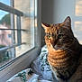 Moon participe au concours pour gagner de l'argent avec cette photo : cat, tabby_cat, pet, window, sunlight, portrait, whiskers, green_eyes, cozy, bed, blanket, indoor, animal, feline, looking_out, sunset_light, stripes, fur, close_up, sitting
