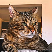 Moon a rejoint le concours — aidez-le/la à gagner de superbes lots ! cat, tabby_cat, pet, close_up, portrait, whiskers, green_eyes, fur, ears, muzzle, paw, indoor, couch, furniture, domestic_animal, relaxed, feline, striped, nose, sitting