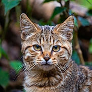 Minouchka a rejoint le concours — aidez-le/la à gagner de superbes lots ! animal, blurred_background, brown, close_up, cute, ears, eyes, feline, forest, fur, leaf, mammal, nature, outdoor, portrait, striped, whiskers, wild_cat, wildlife