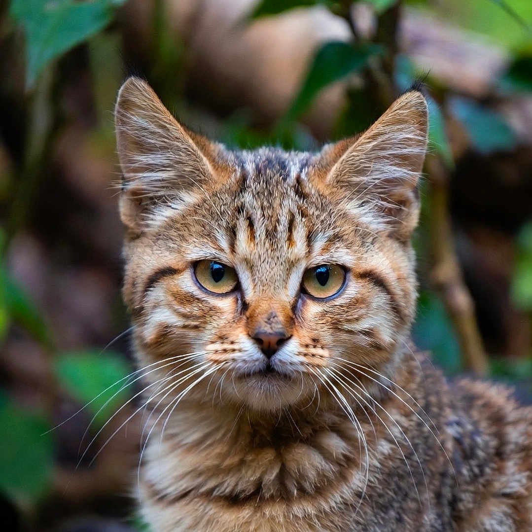 Minouchka