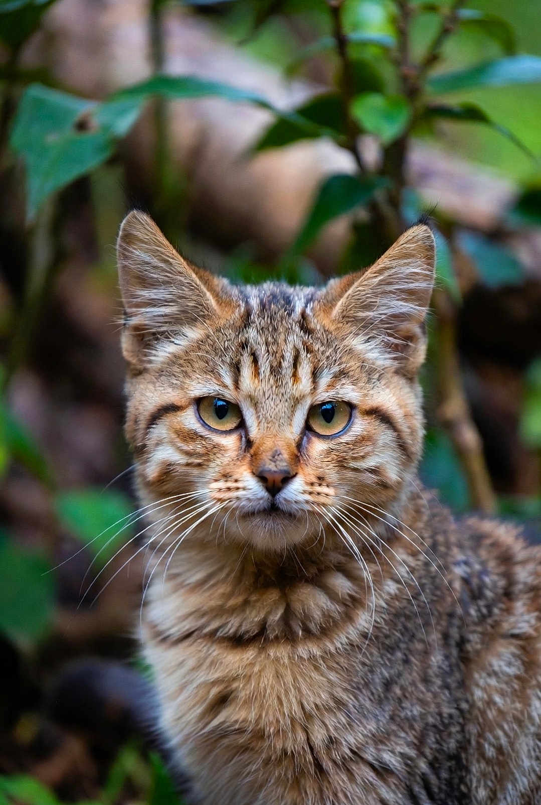 Minouchka a rejoint le concours — aidez-le/la à gagner de superbes lots ! animal, blurred_background, brown, close_up, cute, ears, eyes, feline, forest, fur, leaf, mammal, nature, outdoor, portrait, striped, whiskers, wild_cat, wildlife
