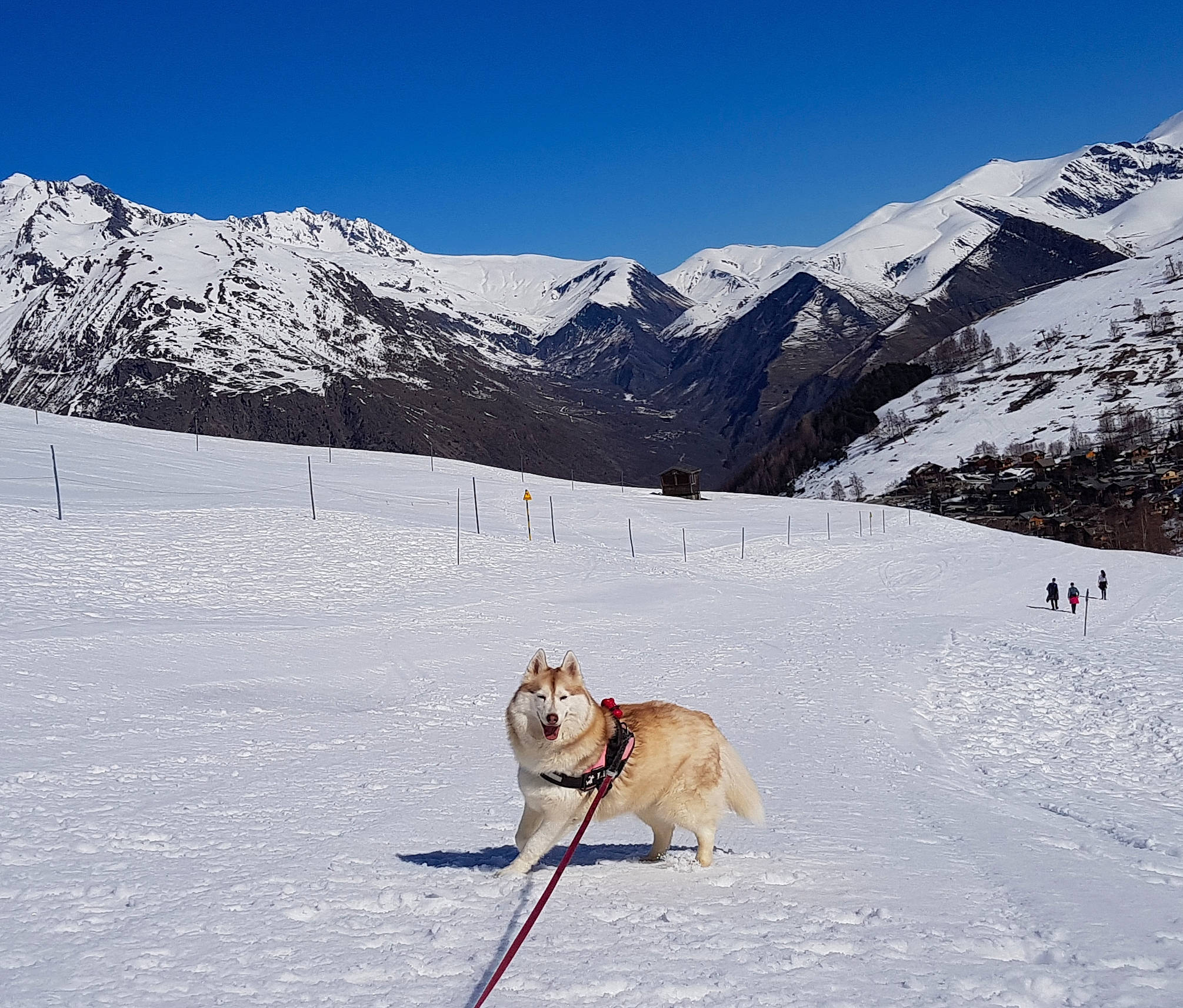 Lisy participe au concours pour gagner de l'argent avec cette photo : carnivore, dog, dog_breed, freezing, geological_phenomenon, glacial_landform, ice_cap, landscape, mountain, recreation, ski_equipment, ski_pole, sky, slope, snow, sporting_group, sports, sports_equipment, tree, winter_sport