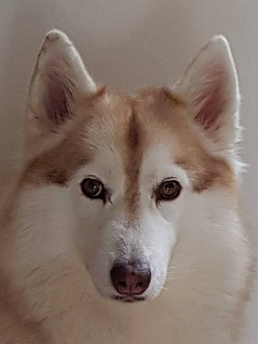 Lisy participe au concours pour gagner de l'argent avec cette photo : ancient_dog_breeds, art, canidae, canis, carnivore, companion_dog, dog, dog_breed, eyelash, fawn, fur, non_sporting_group, sporting_group, terrestrial_animal, whiskers, wildlife, working_animal, working_dog