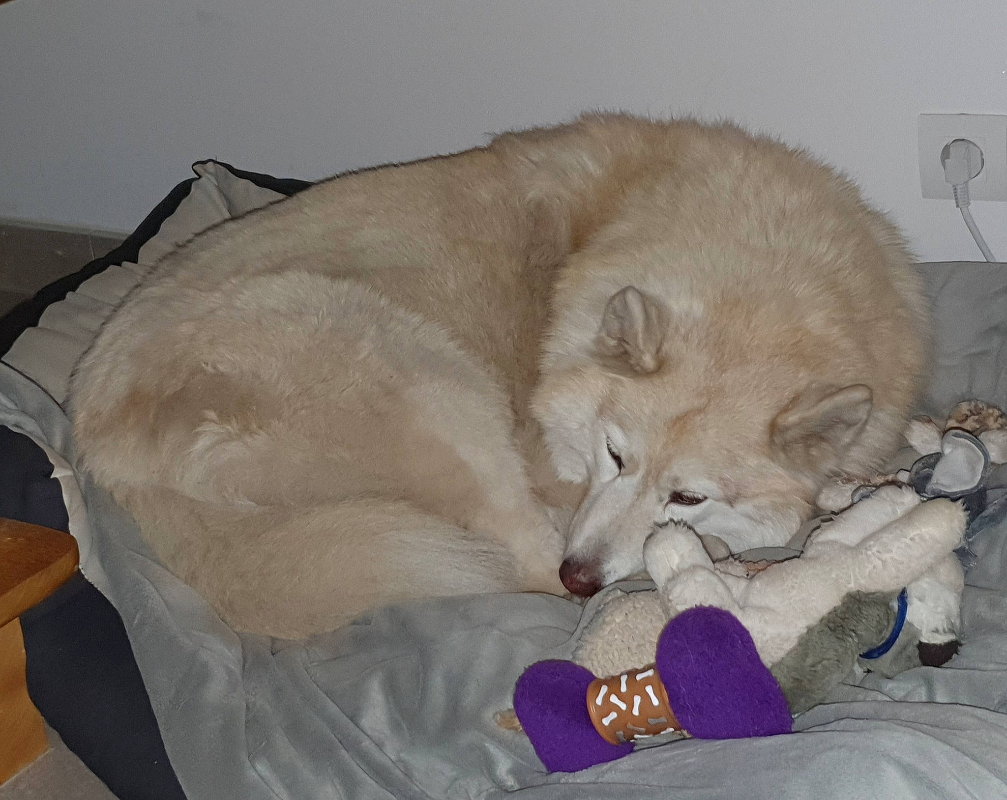 Lisy participe au concours pour gagner de l'argent avec cette photo : canidae, carnivore, comfort, companion_dog, dog, dog_breed, fang, fawn, felidae, fur, nap, paw, sleep, snout, sporting_group, tail, terrestrial_animal, whiskers, working_animal