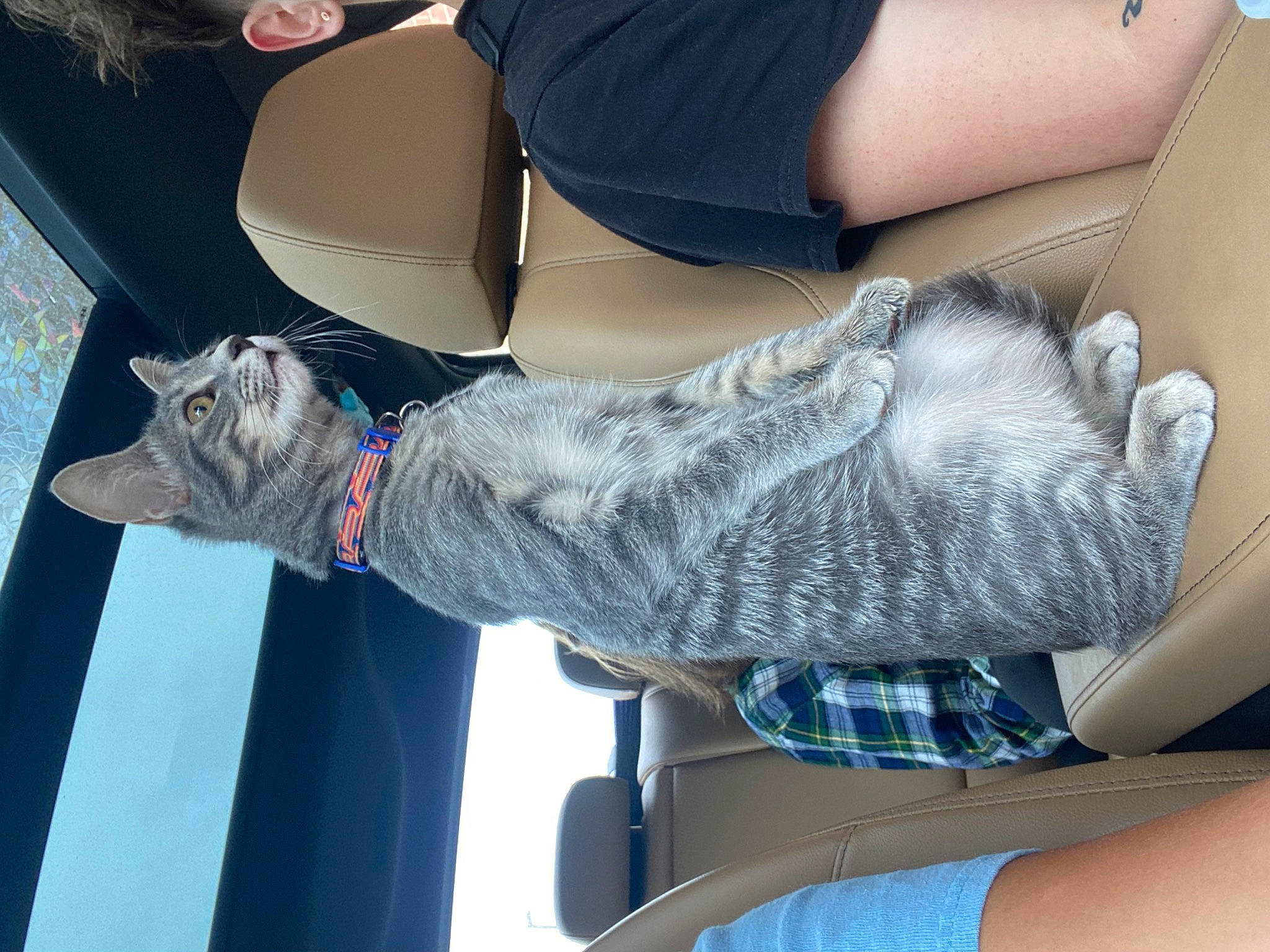 Espurr joined the competition — help win amazing prizes! auto_part, comfort, elbow, felidae, foot, fur, gesture, grey, human_leg, joint, knee, lap, military_camouflage, nail, sitting, small_to_medium_sized_cats, tail, thigh, vehicle_door, wrist