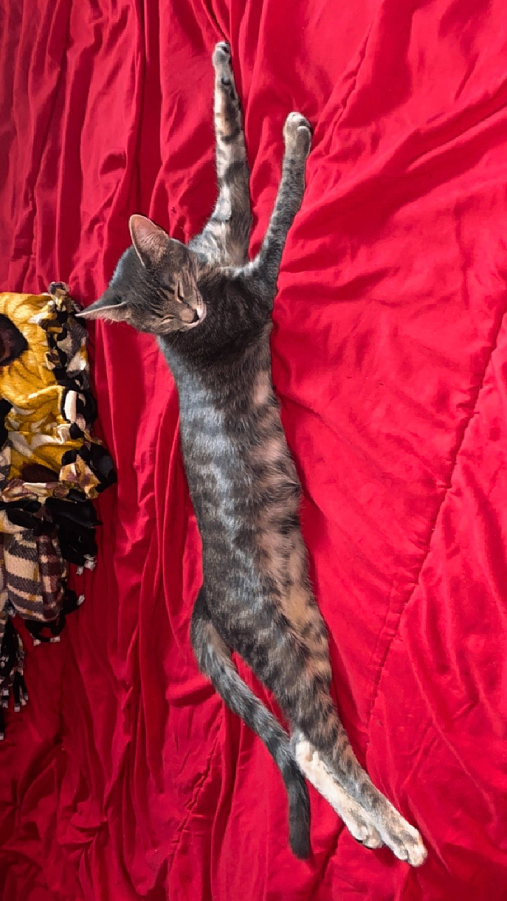 Espurr is registered to the contest to win money with this photo: black_cat, canidae, carnivore, cat, claw, domestic_short_haired_cat, event, fashion_design, fawn, felidae, fur, hat, human_leg, pattern, sleeve, small_to_medium_sized_cats, tail, terrestrial_animal, textile, whiskers