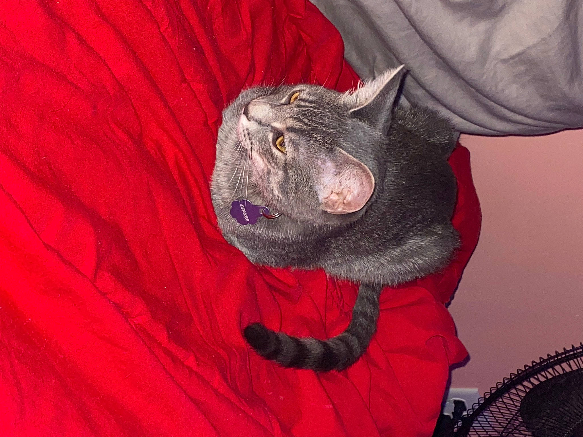 Espurr is registered to the contest to win money with this photo: black_cat, carmine, carnivore, cat, comfort, dog_breed, domestic_short_haired_cat, ear, eye, felidae, fur, grey, magenta, plant, sleeve, small_to_medium_sized_cats, snout, tail, tree, whiskers