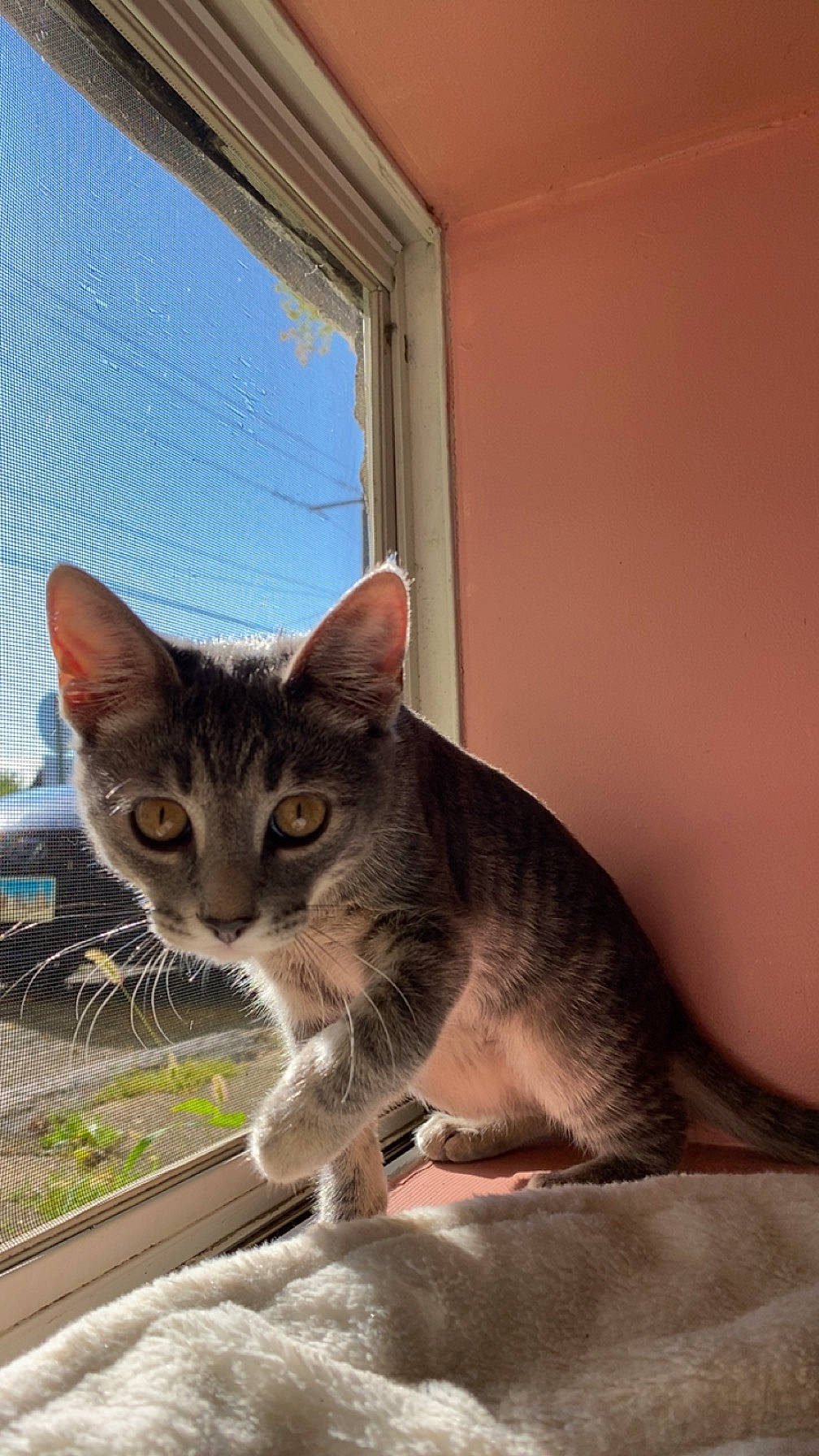 Espurr is registered to the contest to win money with this photo: carnivore, cat, cat_furniture, claw, comfort, domestic_short_haired_cat, fawn, felidae, fur, paw, plant, sitting, sky, small_to_medium_sized_cats, snout, tail, whiskers, window, window_blind