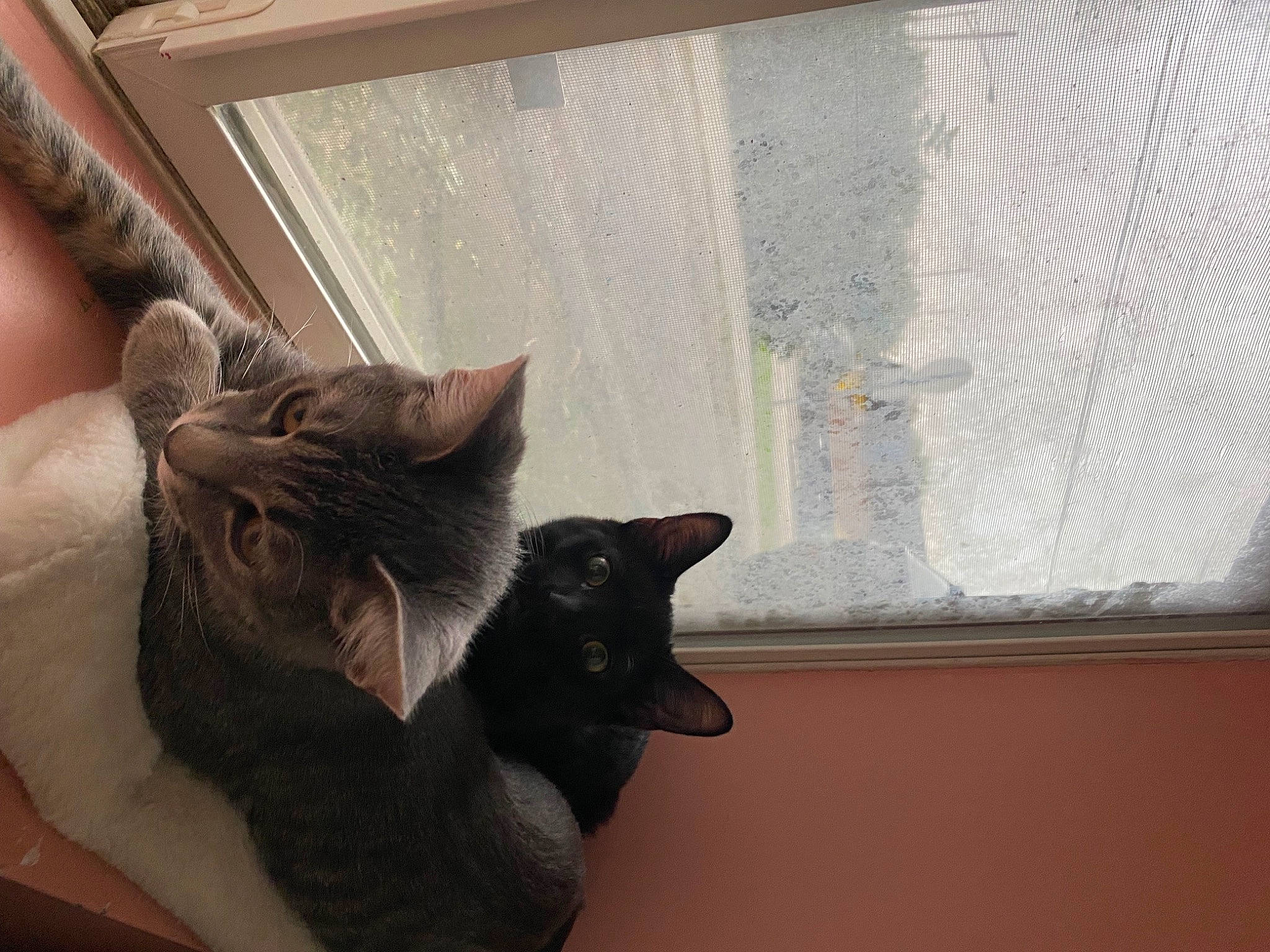 Ruger joined the competition — help win amazing prizes! carnivore, cat, cat_supply, comfort, curtain, domestic_short_haired_cat, felidae, fixture, fur, hardwood, room, sash_window, small_to_medium_sized_cats, tail, whiskers, window, window_blind, window_covering, window_treatment, wood