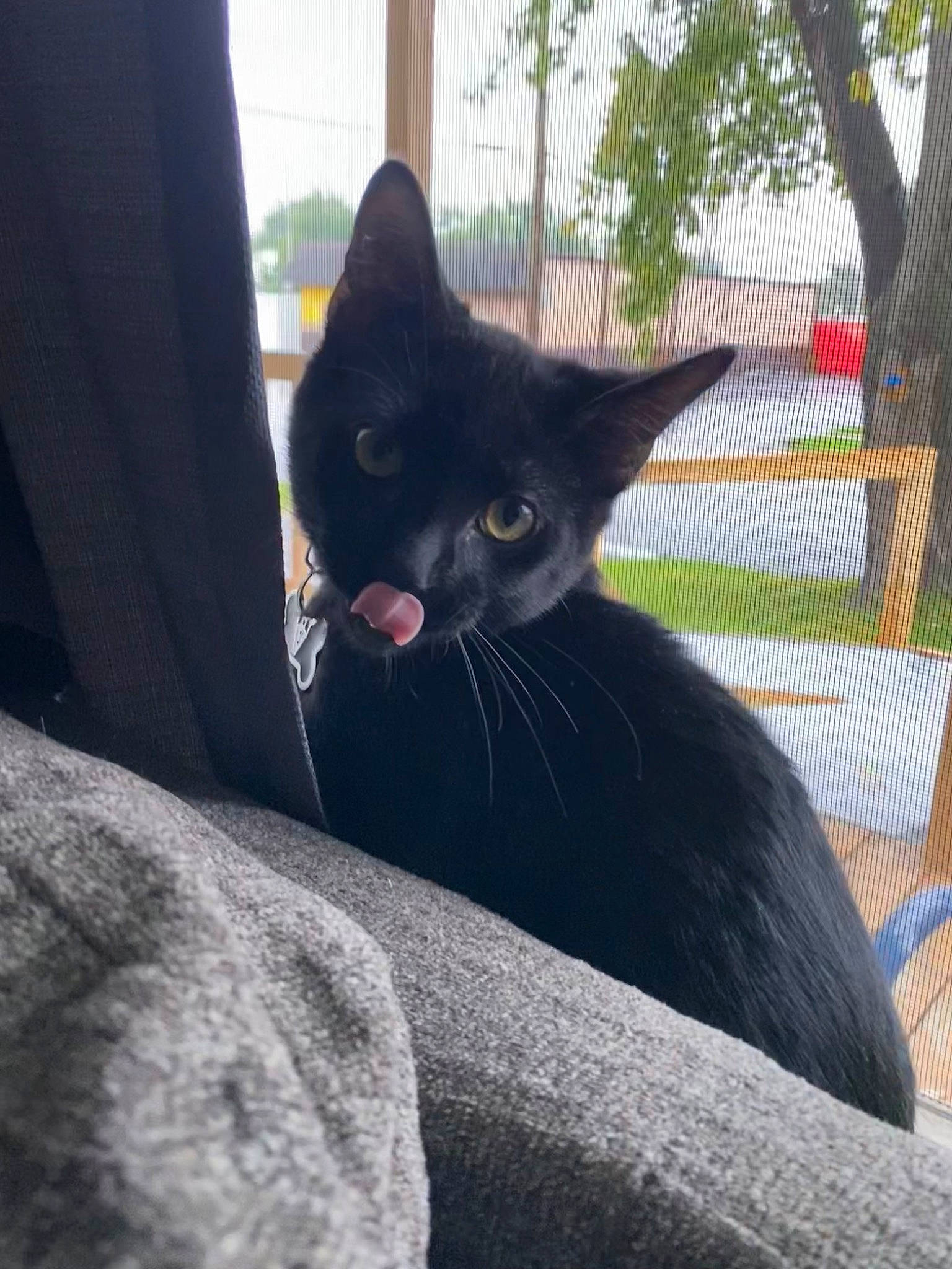 Ruger is registered to the contest to win money with this photo: black_cat, bombay, carnivore, cat, comfort, domestic_short_haired_cat, door, felidae, fur, grey, plant, shadow, sitting, small_to_medium_sized_cats, snout, tail, tints_and_shades, tree, whiskers, window