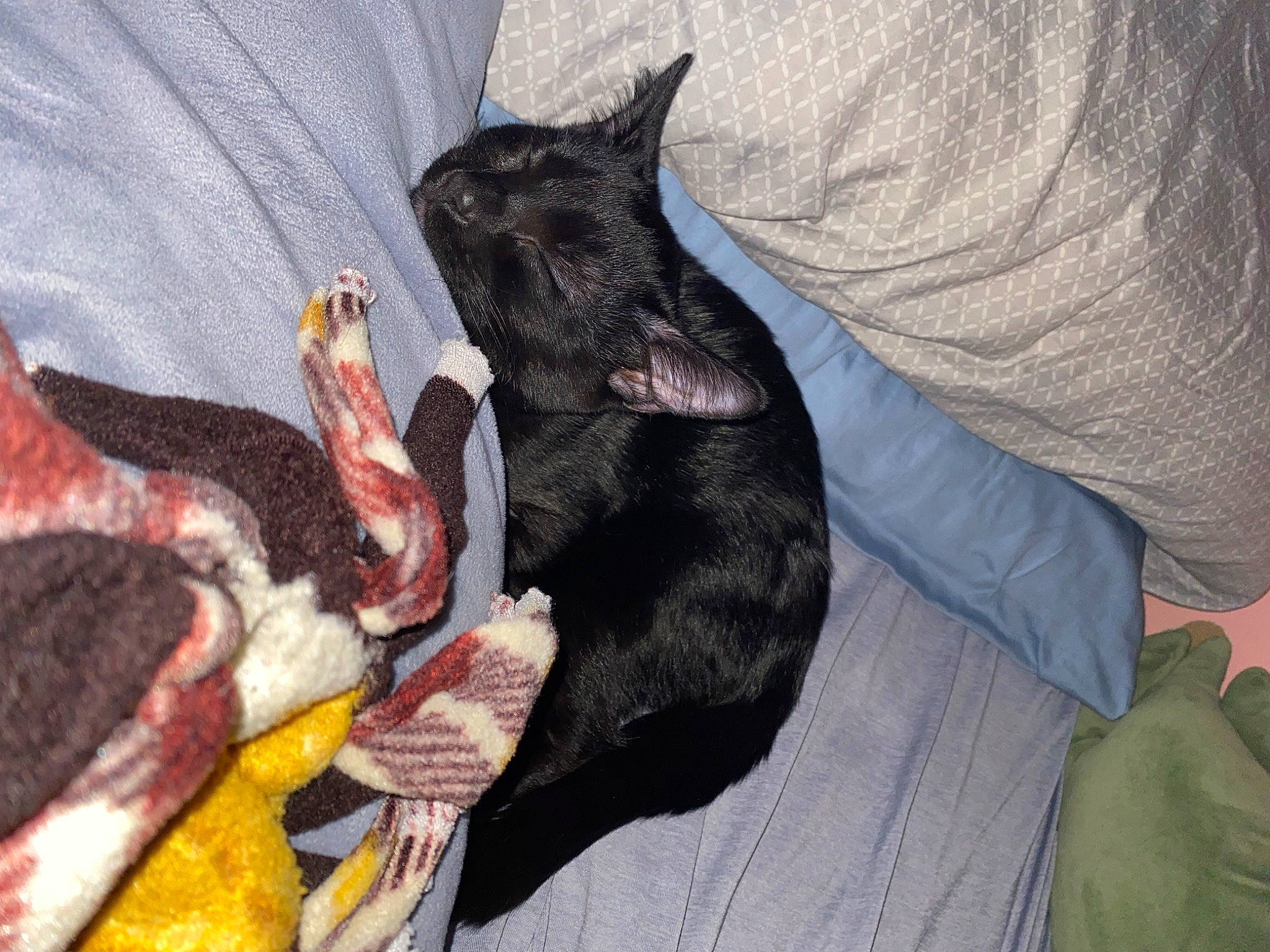 Ruger is registered to the contest to win money with this photo: art, black_cat, carmine, carnivore, claw, comfort, companion_dog, dog, dog_breed, felidae, fur, gesture, guard_dog, lap, linens, paw, small_to_medium_sized_cats, tail, toy_dog, whiskers