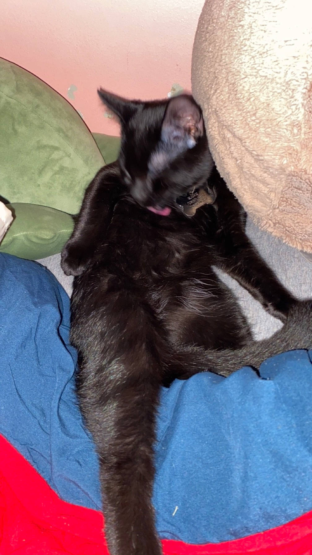 Ruger joined the competition — help win amazing prizes! black_cat, bombay, canidae, carnivore, cat, claw, comfort, dog_breed, domestic_short_haired_cat, ear, felidae, fur, havana_brown, nap, paw, small_to_medium_sized_cats, snout, tail, whiskers