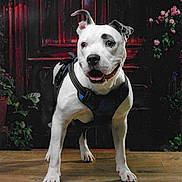 Némésis participe au concours pour gagner de l'argent avec cette photo : dog, canine, white_dog, black_markings, harness, standing, portrait, pet, indoors, wooden_floor, door, red_lighting, flowers, plants, garden_decor, front_facing, open_mouth, happy, alert, dramatic_background