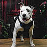 dog, canine, white_dog, black_markings, harness, standing, portrait, pet, indoors, wooden_floor, door, red_lighting, flowers, plants, garden_decor, front_facing, open_mouth, happy, alert, dramatic_background
