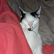 Olaf a rejoint le concours — aidez-le/la à gagner de superbes lots ! cat, sleeping, blanket, bed, pillow, white, black, fur, indoor, cozy, resting, animal, pet, cute, relaxed, nap, feline, comfort, soft, calm