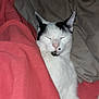 cat, sleeping, blanket, bed, pillow, white, black, fur, indoor, cozy, resting, animal, pet, cute, relaxed, nap, feline, comfort, soft, calm