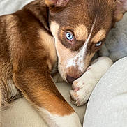Calla joined the competition — help win amazing prizes! blanket, blue_eyes, brown_fur, close_up, couch, cozy, dog, ears, fur, gaze, husky, indoor, paw, pet, portrait, puppy, sleepy, snout, whiskers, white_fur