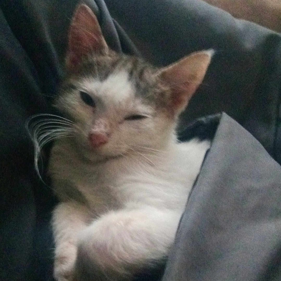 Cane is registered to the contest to win money with this photo: animal, blanket, cat, closeup, comfort, cozy, cute, domestic_animal, ears, fur, indoor, kitten, nap, pet, relaxed, resting, sleepy, tucked_in, whiskers, winking