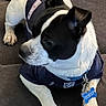 Warrior joined the competition — help win amazing prizes! animal, black_and_white, clothing, collar, companion, couch, dog, domestic_animal, fur, fur_pattern, indoor, jersey, looking_away, nfl, paw, pet, relaxed, sitting, small_dog, tag