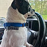 Warrior is registered to the contest to win money with this photo: animal, black_and_white, blue_collar, car_interior, companion, curious, cute, dashboard, daylight, dog, ears_up, focused, outdoor, pet, seat, side_profile, small_dog, steering_wheel, vehicle, window