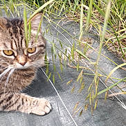 Sylvie De Lorenzo a rejoint le concours — aidez-le/la à gagner de superbes lots ! cat, tabby_cat, feline, pet, animal, closeup, face, eyes, whiskers, paws, fur, striped_fur, grass, tall_grass, outdoor, garden, nature, camouflage, mesh, lying_down