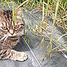 cat, tabby_cat, feline, pet, animal, closeup, face, eyes, whiskers, paws, fur, striped_fur, grass, tall_grass, outdoor, garden, nature, camouflage, mesh, lying_down