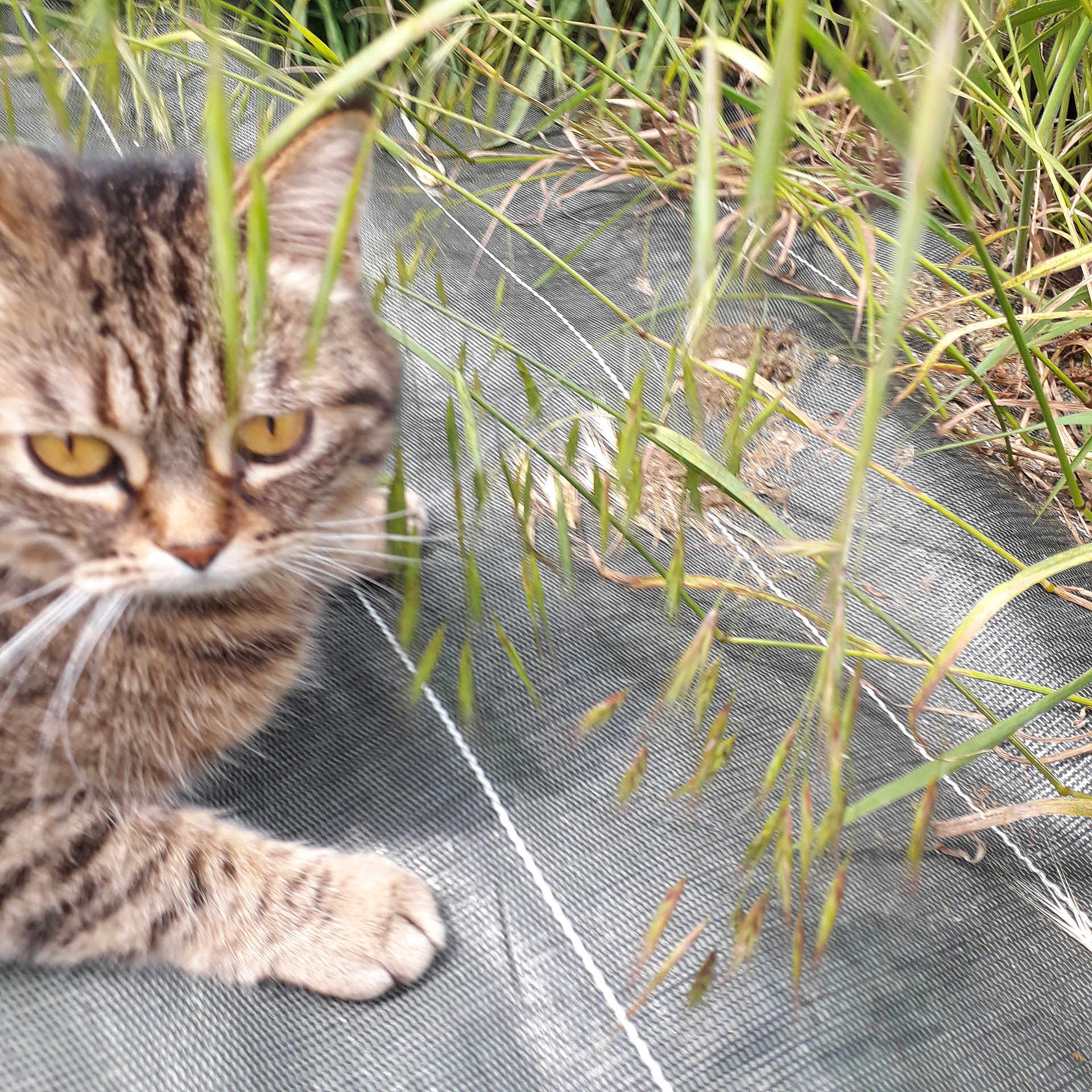Sylvie De Lorenzo a rejoint le concours — aidez-le/la à gagner de superbes lots ! cat, tabby_cat, feline, pet, animal, closeup, face, eyes, whiskers, paws, fur, striped_fur, grass, tall_grass, outdoor, garden, nature, camouflage, mesh, lying_down