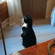 Lily participe au concours pour gagner de l'argent avec cette photo : animal, black_and_white, cat, curtain, decor, domestic, figurine, furniture, home, indoor, looking, pet, quiet, sitting, still_life, sunlight, table, turtle, window, wooden_floor