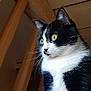 Lily a rejoint le concours — aidez-le/la à gagner de superbes lots ! animal, black_and_white, cat, ceiling, close_up, curious, domestic_cat, feline, fur, house, indoor, indoor_lighting, looking_away, pet, portrait, side_view, sitting, whiskers, wooden_beams, yellow_eyes