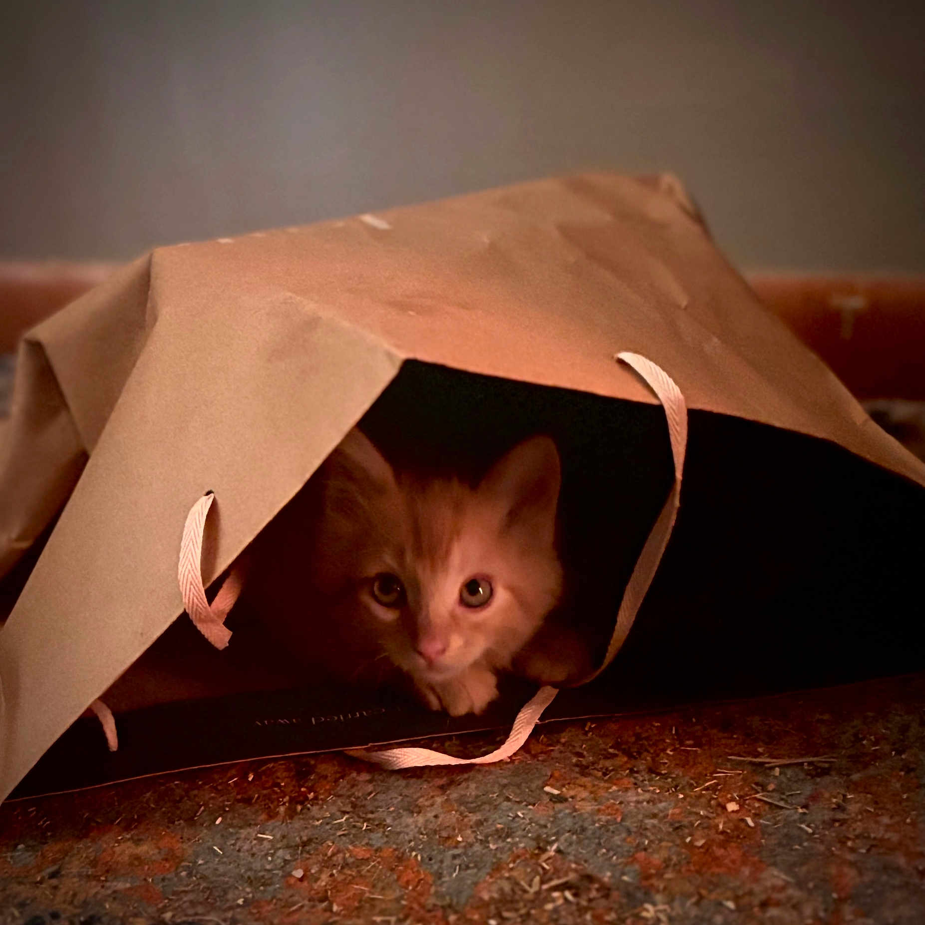 Mishmish joined the competition — help win amazing prizes! animal, brown, cat, curious, cute, ears, eyes, feline, floor, hiding, indoor, kitten, orange_cat, paper_bag, pet, playful, small, soft_light, texture, whiskers