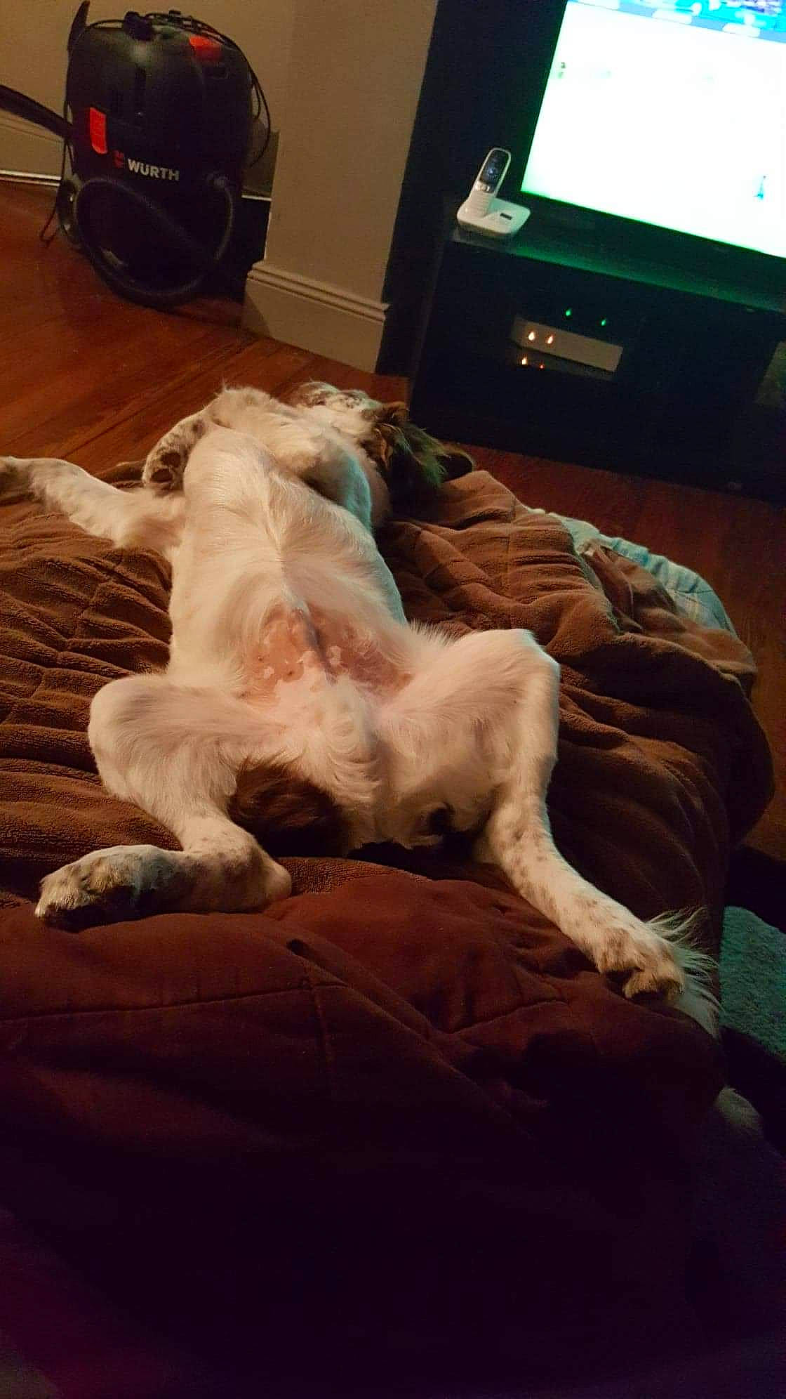 Choko participe au concours pour gagner de l'argent avec cette photo : canidae, carnivore, chest_of_drawers, companion_dog, display_device, dog, dog_breed, dog_supply, flat_panel_display, floor, flooring, fur, laminate_flooring, living_room, paw, sporting_group, tail, television, television_set, wood_flooring