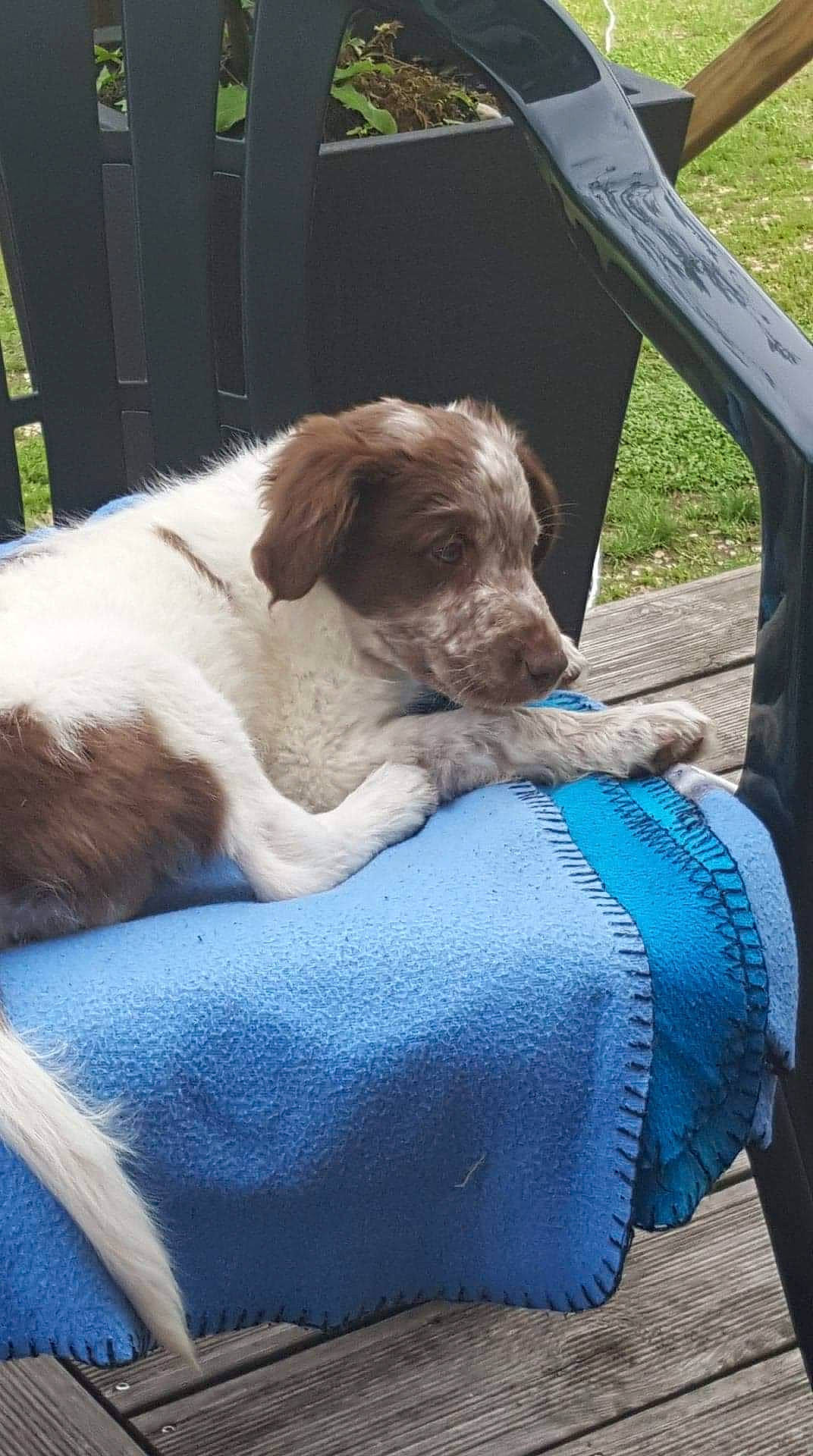 Choko participe au concours pour gagner de l'argent avec cette photo : canidae, carnivore, comfort, companion_dog, dog, dog_breed, gun_dog, liver, outdoor_furniture, pointing_breed, sporting_group, working_animal, working_dog