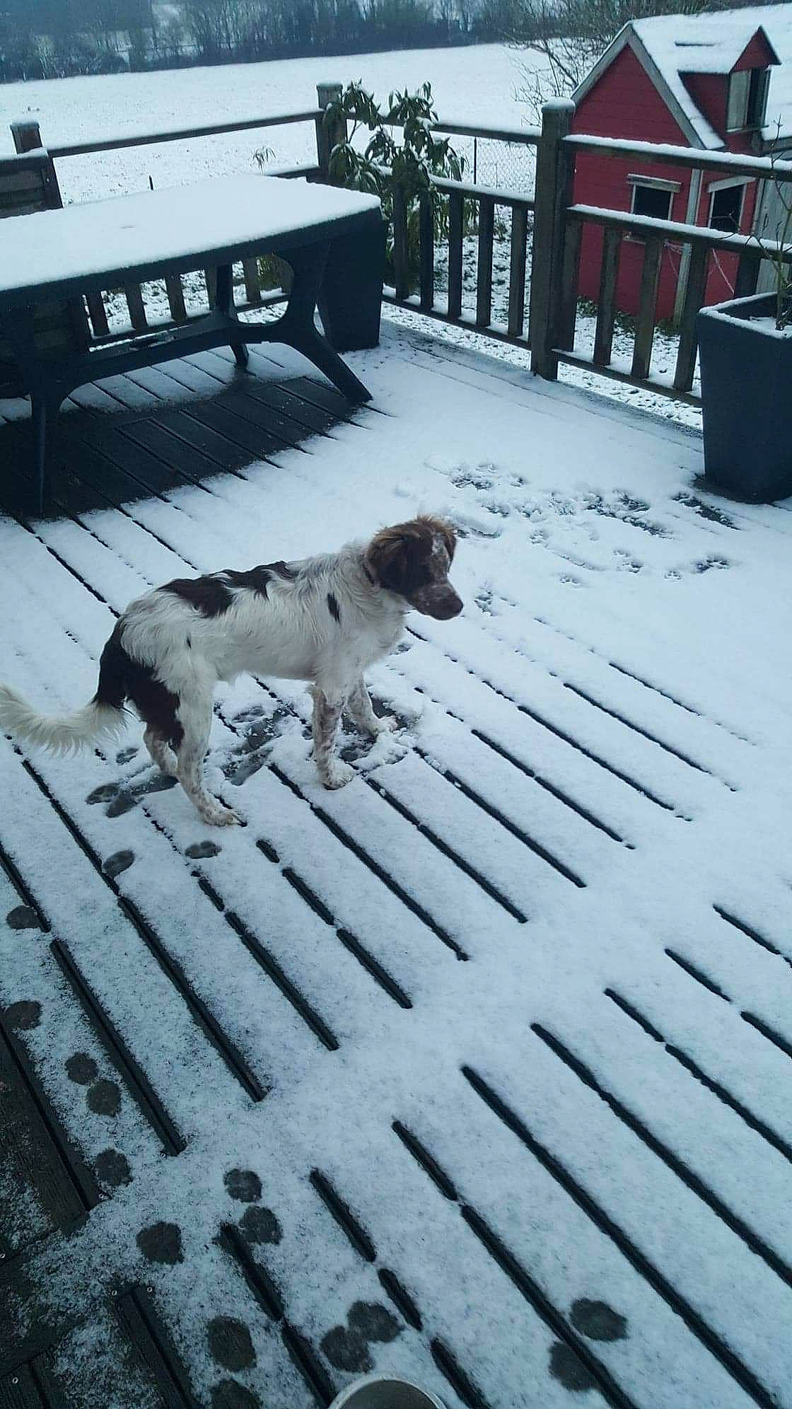 Choko participe au concours pour gagner de l'argent avec cette photo : bench, canidae, carnivore, collar, companion_dog, deck, dog, dog_breed, freezing, outdoor_furniture, outdoor_table, precipitation, snout, snow, sporting_group, street_dog, tail, winter, working_animal, working_dog