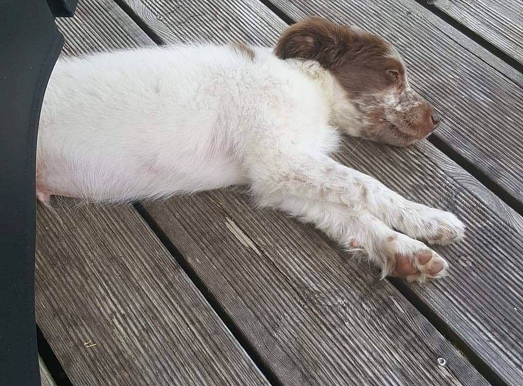 Choko a rejoint le concours — aidez-le/la à gagner de superbes lots ! canidae, carnivore, companion_dog, dog, dog_breed, foot, fur, liver, snout, sporting_group, terrestrial_animal, working_animal